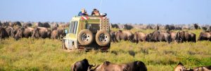 savane africaine