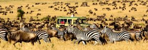 La flore du Serengeti : à voir en safari
